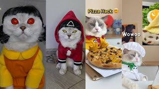 Squad Game cães e gatos parte 2-Compilações do tiktok squid game Netflix by Pets do tiktok 72,717 views 2 years ago 6 minutes, 18 seconds