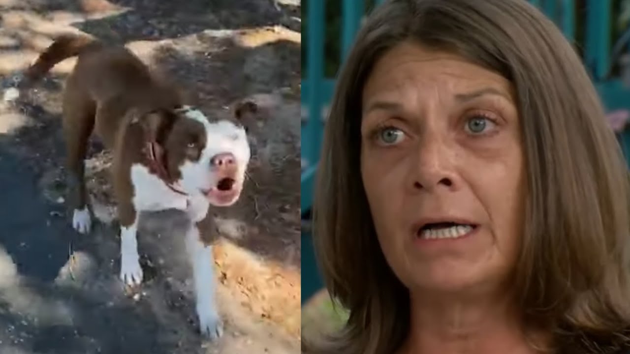 Woman hospitalized after vicious Pit Bull attack - YouTube