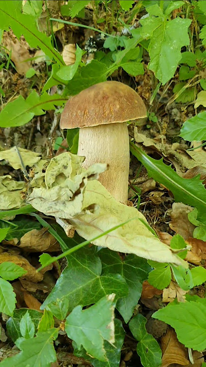 Ca c'est beau 😍😍😁 #champignon #cepe #montagne #foret