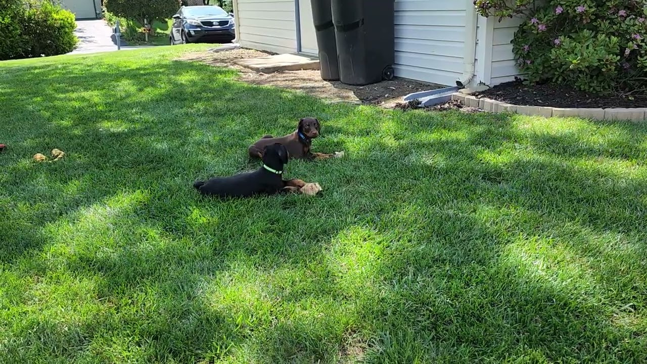 Little Koda & Kira Doberman Pinscher puppies 