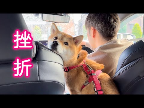 夫婦+柴犬2頭、憧れの地「軽井沢」への大移動…早速心が折れる