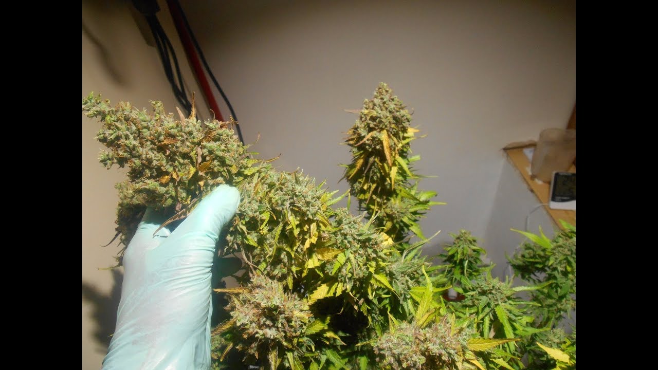 Dutch passion Auto ultimate & Skyline 200 mk2 led grow lights