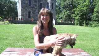 First Choice Canine's Dog Training for Jax, a Dover, MA Norwich Terrier