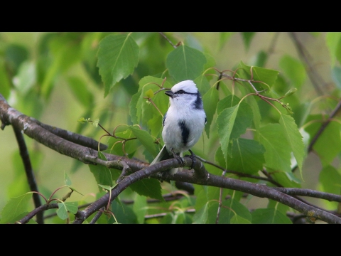 Video: 10 Birding Hotspotů - Matador Network