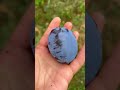 Prune mari soi nou #fruit #fruitgarden #garden #fruitplants #farming