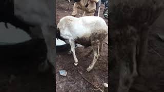 250K For Fattening Agains Nest Year My Pple