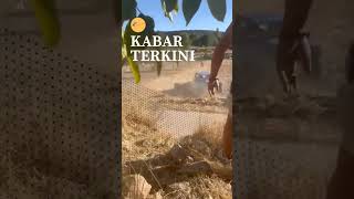 "Detik-Detik Mencekam! Banteng Mengamuk, Warga Selamatkan Pria Pakai Mobil!"