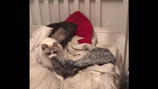 Cat carrying blanket by iamlycimnia 2,173 views 6 years ago 2 minutes, 9 seconds