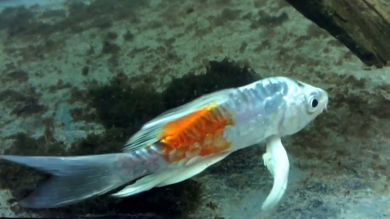 fish eat fish koi unboxing