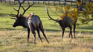 Detailed Elk Fight on a Golf Course in Estes Park Colorado During the Rut Details