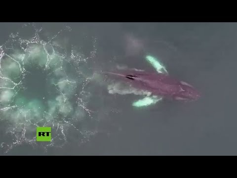 Documentan cómo unas ballenas atrapan a sus presas creando redes de burbujas