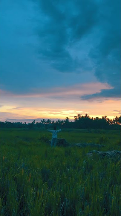 Nih mentahan vidio buat story WA keren pemandangan sawah di sore hari