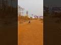 angry German shepherd dog puppy #fighting