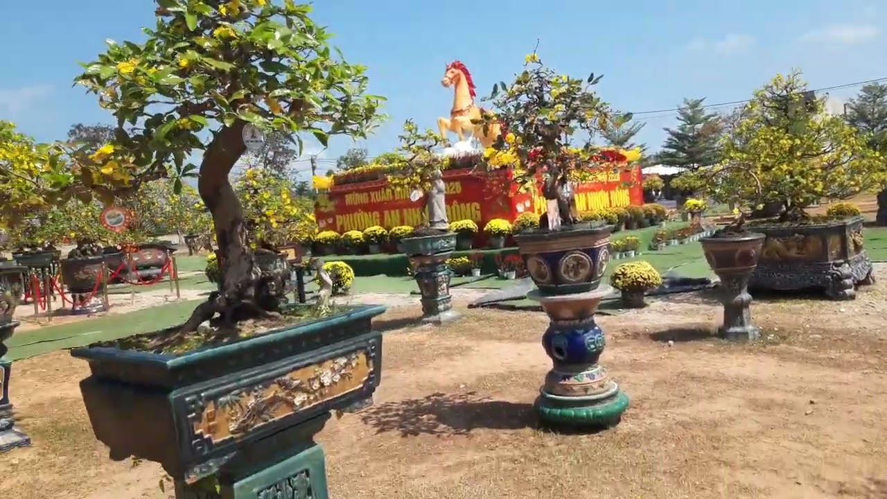 Lễ hội mai vàng An Nhơn, Bình Định mùng 6 tết 2026