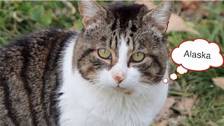 Cats who lives in the streets and gardens deserve our protection by Cat stories 45 views 3 years ago 2 minutes, 7 seconds