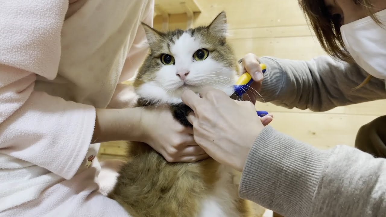 A cat gets its claws trimmed so it can be caught red-handed - YouTube