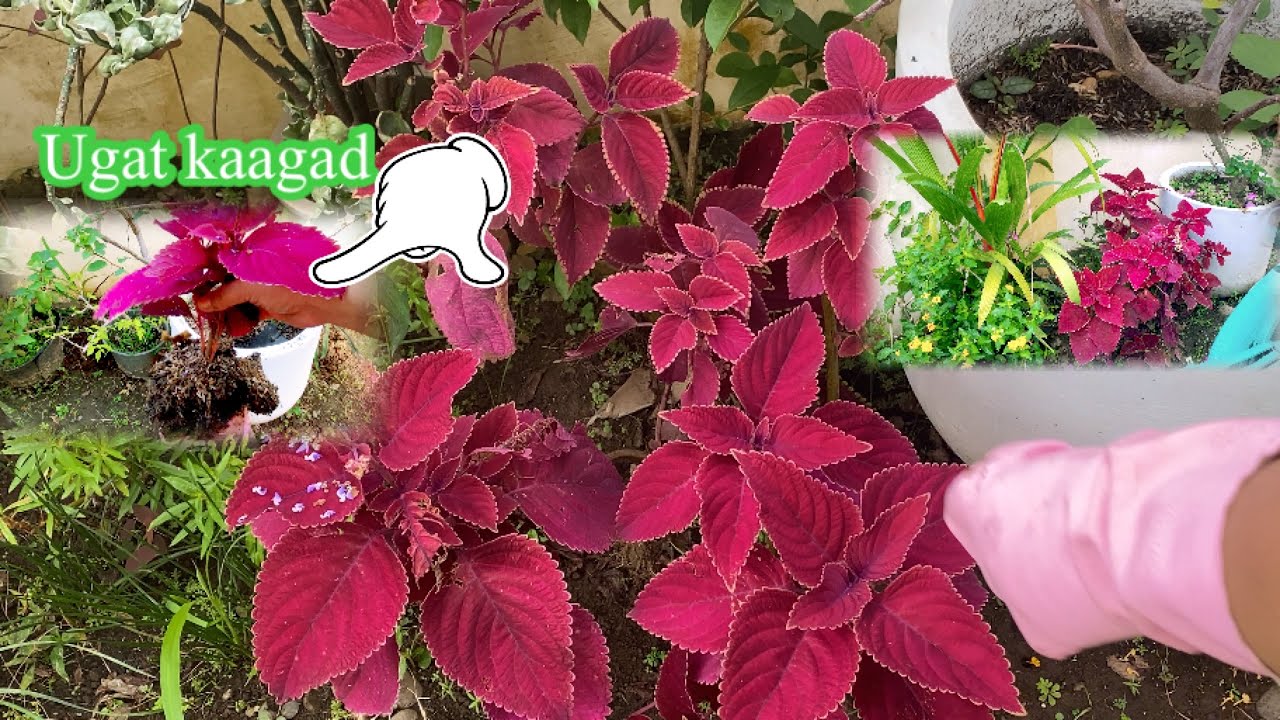 How to grow /Propagate Coleus Plant from cuttings / Mayana Plants YouTube