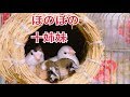 十姉妹ほのぼの巣の中
