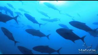 Amberjack parade.m2ts