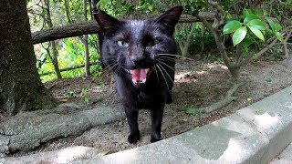可愛い鳴き声で「モフって！」と要求する黒猫