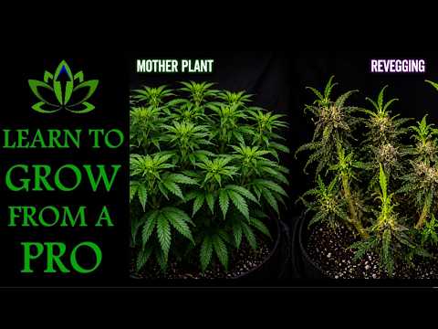 11.5 Keeping Mums and Re-Vegging - Turbocharge Your Growing Knowledge