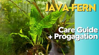 How To Get Unlimited Java Fern - The Infinite Java Fern Propagation Guide