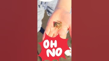 🦀Hermit Crab Rescue: Finding the Perfect Shell! 🐚 #shorts #kidsnature #hermitcrab