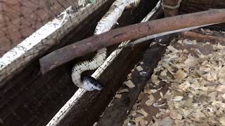 How to stop snakes from eating your baby chicks and ducklings Content