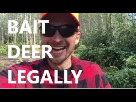Can I Bait Deer in Michigan
