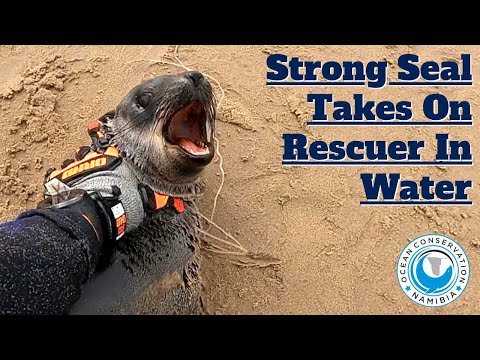 Strong Seal Takes On Rescuer In Water