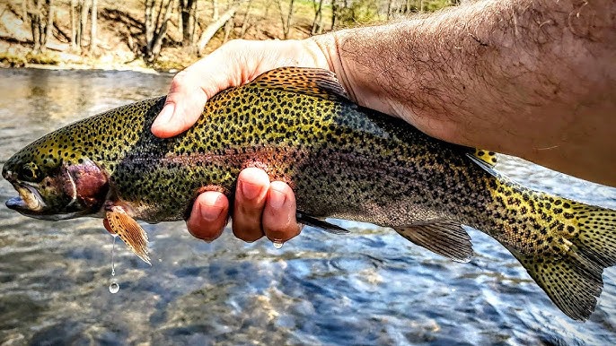 A Big Trout for Christmas - Fly Fishing 'The Shed' - Croton