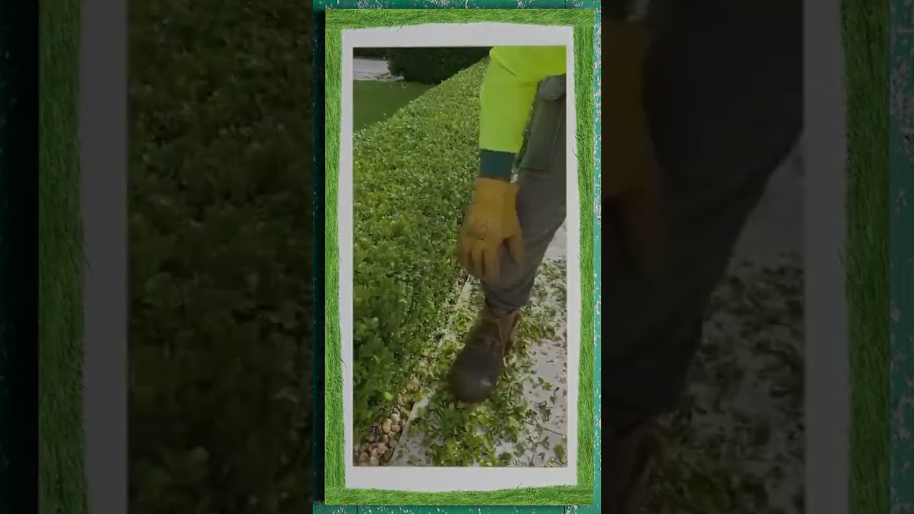 Keep Your Hedges Neat and Tidy with Professional Trimming 📞 Call 131 546 get a free quote!