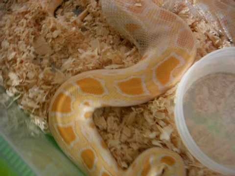 regius gym Albino Burmese python shedding