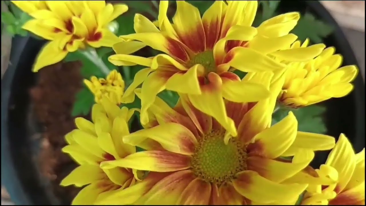 ജമന്തി നശിച്ചു പോകാതെ നിറയെ പൂക്കളുണ്ടാകാൻ | Chrysanthemum Plant Care and Repotting