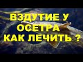 ВЗДУТИЕ У ОСЕТРА КАК ЛЕЧИТЬ