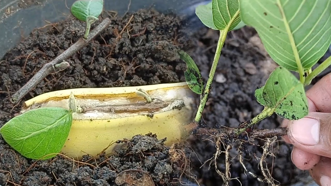 វិធីបណ្តុះពូជត្របែកដោយការកាត់មែកត្របែកដែលមានពន្លកស្រាប់គឺឆាប់បានហូបផ្លែ