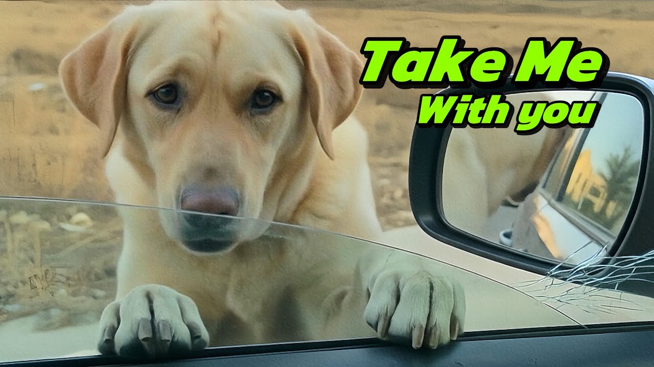 This Dog Wouldn’t Stop Chasing Our Car. Reason Broke Our Hearts