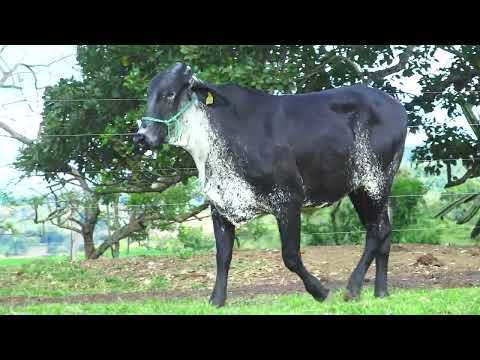 LOTE 23 GALÁXIA FIV RENEGADE JGVA