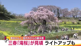 5分咲きから一気に…「三春滝桜」が満開に　推定樹齢1000年以上の圧巻の佇まい＜福島・三春町＞　 (24/04/10 20:45)