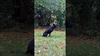 Black Malinois Obedience Training