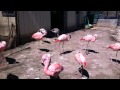 チリーフラミンゴ｜長野市城山動物園 の動画、YouTube動画。