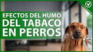 ¿Cómo afecta el humo a los perros?