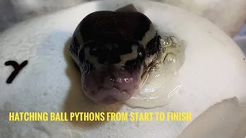 Hatching Ball Pythons From Start To Finish