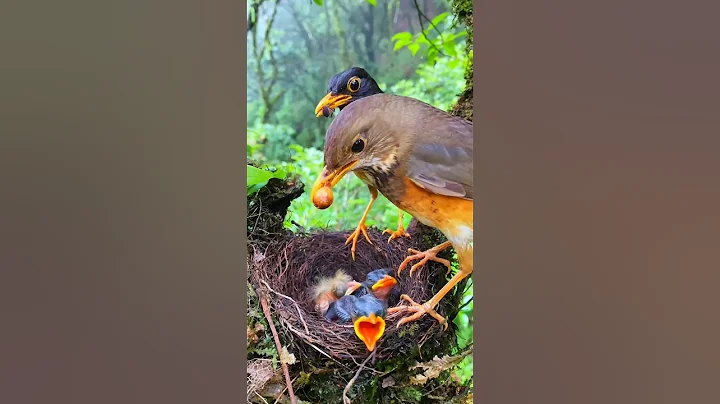 The baby bird couldn't eat it, so the mother bird ate it all herself.
