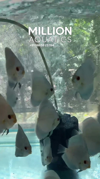 Blue Diamond Discus #aquarium #discusfish #bluediamond #discus