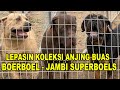 Lepasin anjing buas boerboel  jambi superboels 