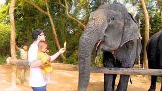 We Visit Retired Cambodian Elephants! Kulen Elephant Forrest