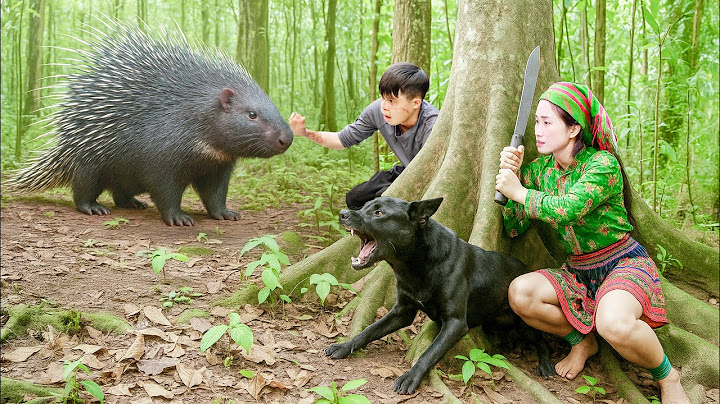 How Did The Smart Dog Help Ly Thi Hoa Hunt A Giant Wild Porcupine That Was Trapped?