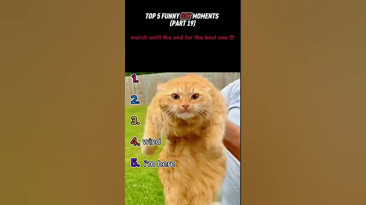 top 5 funny cat moments!!!😂😂😂
