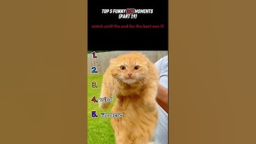 Thumbnail of top 5 funny cat moments!!!😂😂😂